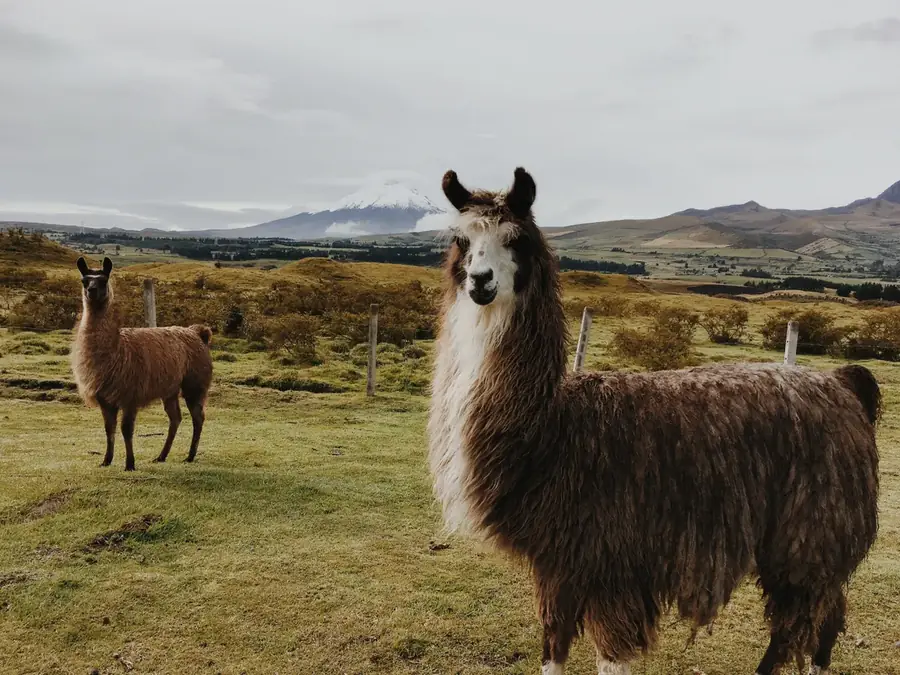 Animation lama
