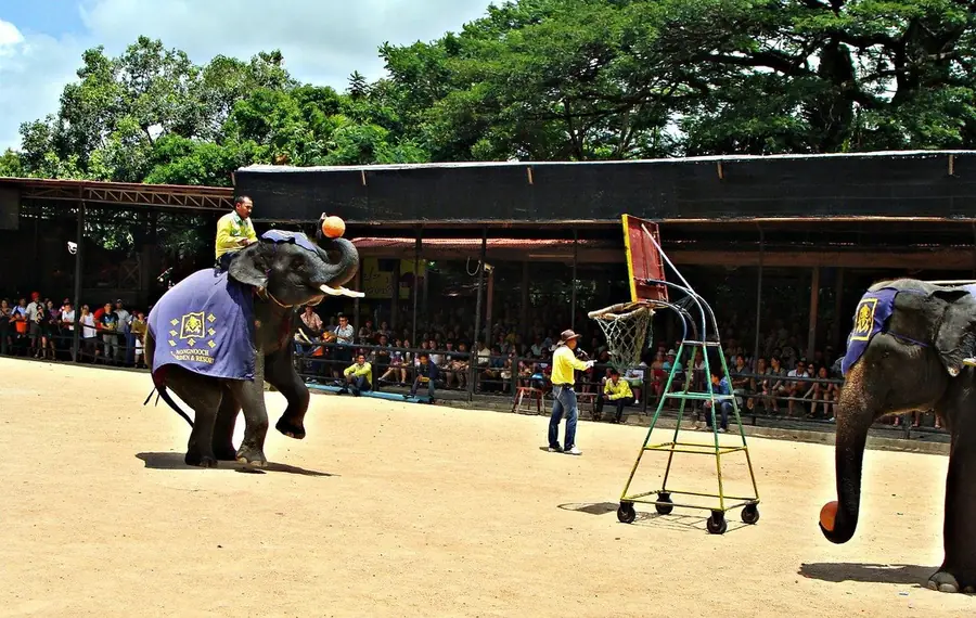 Elephant